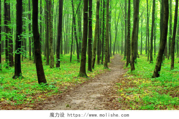 绿色热带雨林原始森林树林小树树苗植物植被森林